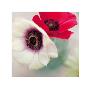 Red And White Anemones by Ian Winstanley Limited Edition Pricing Art Print