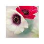 Red And White Anemones by Ian Winstanley Limited Edition Pricing Art Print