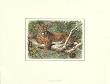The Cougar by Friedrich Specht Limited Edition Pricing Art Print