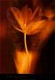 Bronze Tulip I by John Butler Limited Edition Pricing Art Print