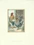 Scotch Greys by J. W. Ludlow Limited Edition Print