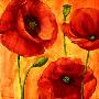 Coquelicots Iv by Giuseppina Tartagni Limited Edition Pricing Art Print
