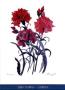 Dianthus by Henry Howells Limited Edition Pricing Art Print
