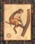 West Indies Monkey I by T. Brock Limited Edition Print