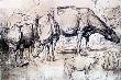 Study Of Cows by Peter Paul Rubens Limited Edition Print