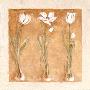 Flowers In White I by Ina Van De Bos Limited Edition Print