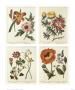 Four Botanicals by Sydenham Teast Edwards Limited Edition Print