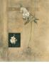 Phalaenopsis by Fabrice De Villeneuve Limited Edition Print