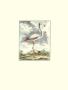 Flamingo by Georges-Louis Buffon Limited Edition Pricing Art Print