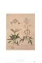 Valeriana by Jacopo Ligozzi Limited Edition Print