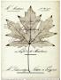 Maple Document by Booker Morey Limited Edition Print