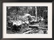 Loggers And Their Logs by Clark Kinsey Limited Edition Print