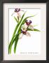 Marica Northiana by H.G. Moon Limited Edition Print