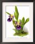 Zygopetalum Discolor Atrocoeruleum by H.G. Moon Limited Edition Print