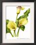 The Cambridge Calla by H.G. Moon Limited Edition Pricing Art Print