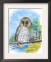 The Barred Owl by Theodore Jasper Limited Edition Pricing Art Print