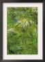 Grass by Vincent Van Gogh Limited Edition Print