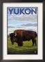 Yukon, Canada - Bison Solo, C.2009 by Lantern Press Limited Edition Print