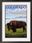 Colorado Buffalo Solo, C.2009 by Lantern Press Limited Edition Pricing Art Print