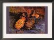Apair Of Shoes by Vincent Van Gogh Limited Edition Print
