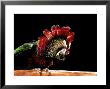Hawk Headed Parrot by John Dominis Limited Edition Print