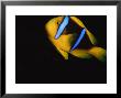 Yellow And Blue Anemone Fish by Stuart Westmoreland Limited Edition Print