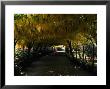 Bodnant Garden, Laburnum, Wales by Mark Dyball Limited Edition Pricing Art Print