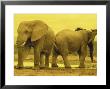 Elephants At Waterhole, Addo Elephant National Park, South Africa by Walter Bibikow Limited Edition Print