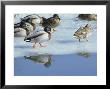 Mallard Ducks At Edge Of Water In Snow by Tony Ruta Limited Edition Pricing Art Print