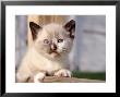 Four-Week-Old Kitten by Frank Siteman Limited Edition Print