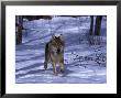 Gray Wolf Running In Snow By Trees, Canis Lupus by Lynn M. Stone Limited Edition Print