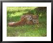 Lions Sitting On Grass by Pat Canova Limited Edition Pricing Art Print
