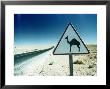 Camel Crossing Sign by Peter Adams Limited Edition Print