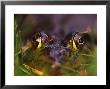 Green Frog Sitting In Grass, Bothell, Wa by Jim Corwin Limited Edition Print