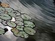 Lilypads by Diana Pappas Limited Edition Print