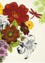 Vibrant Bouquet by Devon Ross Limited Edition Print