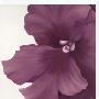Violet Flower I by Yvonne Poelstra-Holzhaus Limited Edition Print