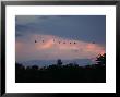 Birds Flying by Keith Levit Limited Edition Print