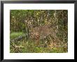 Deer In Lake Of The Woods, Ontario, Canada by Keith Levit Limited Edition Print