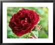 Rosa Prince Charles (Bourbon Rose), Dark Red Flower by Mark Bolton Limited Edition Print