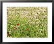 Informal Meadow Planting Chaumont Garden Festival, France 1999 by Mark Bolton Limited Edition Pricing Art Print