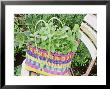 Herbs Planted In Brightly Coloured Plastic Basket by Linda Burgess Limited Edition Print