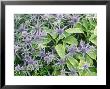 Summer Partners Eryngium X Tripartitum & Sage (Variegated) by Christopher Fairweather Limited Edition Print