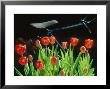 Tulipa Darwin, Group Of Red Flowers With Bicycle In Background by Juliet Greene Limited Edition Print