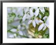 Snowdrops (Galanthus) In Glass Vase And Laid On Wooden Table Outdoors by James Guilliam Limited Edition Print