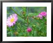 Crane Fly On Aster Flowers October by Lynn Keddie Limited Edition Print