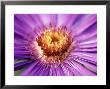 Aster Novae, Angliae Helen Picton by Lynn Keddie Limited Edition Print