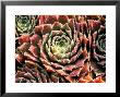 Sempervivum Sosnowskyi Spherette by Lynn Keddie Limited Edition Pricing Art Print