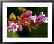 Abelia Schumannii, Close-Up Of Flowers, October by Susie Mccaffrey Limited Edition Print