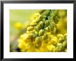 Mahonia X Media Charity (Oregan Grape) by Susie Mccaffrey Limited Edition Print